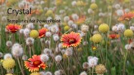  Presentation with field - Presentation theme enhanced with field of flowers shallow dof background and a coral colored foreground