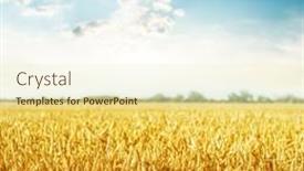  Presentation with wheat - Beautiful slides featuring field-of-golden-color backdrop and a cream colored foreground