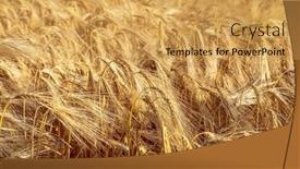 Presentation with agriculture field - PPT theme having field-of-golden-color background and a yellow colored foreground