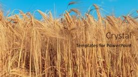  Presentation with agriculture field - Slide deck with field-of-golden-color background and a  colored foreground