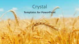  Presentation with agriculture field - Slide deck with field-of-golden-color background and a  colored foreground