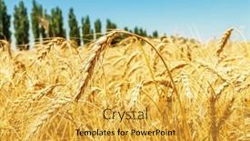  Presentation with green color - Presentation featuring field-of-golden-color background and a  colored foreground