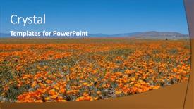  Presentation with poppy - Presentation theme having field-of-golden-poppy-flowers background and a teal colored foreground
