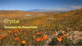  Presentation with poppy - Slides enhanced with field-of-golden-poppy-flowers background and a tawny brown colored foreground