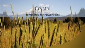  Presentation with grass - Audience pleasing slide set consisting of field-of-grass-with-mt backdrop and a light blue colored foreground