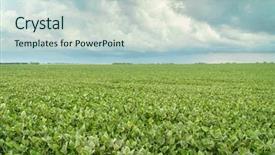 Presentation with storm clouds - PPT theme featuring field of green soybean plants background and a lemonade colored foreground