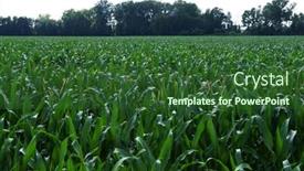  Presentation with food grains - PPT theme enhanced with field-of-growing-corn-vivid background and a forest green colored foreground