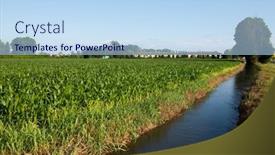 Presentation with food grains - Slides having field-of-growing-corn background and a light blue colored foreground