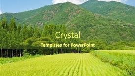  Presentation with grown - Amazing slide deck having field of grown rice near shirakawa-go village backdrop and a tawny brown colored foreground