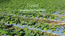  Presentation with bali - Audience pleasing PPT theme consisting of field-of-irrigated-aubergines backdrop and a tawny brown colored foreground