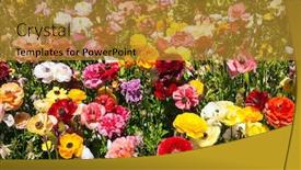  Presentation with botanical - PPT theme enhanced with field-of-large-spring-buttercups background and a gold colored foreground