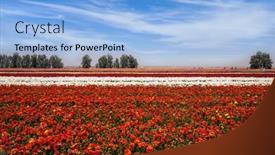  Presentation with botanical garden - Presentation consisting of field-of-luxurious-garden-spring background and a light blue colored foreground