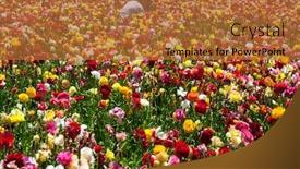  Presentation with botanical - Cool new PPT theme with field-of-luxurious-large-spring backdrop and a red colored foreground