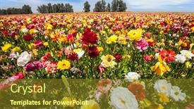  Presentation with spring - Audience pleasing slides consisting of field-of-luxurious-large-spring backdrop and a tawny brown colored foreground