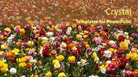  Presentation with botanical - Slides enhanced with field-of-luxurious-large-spring background and a tawny brown colored foreground