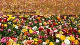  Presentation with botanical - Presentation theme featuring field-of-luxurious-large-spring background and a red colored foreground