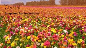  Presentation with botanical - Colorful presentation theme enhanced with field-of-luxurious-spring-buttercups backdrop and a red colored foreground