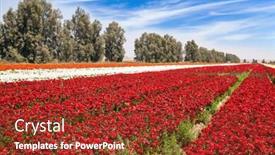  Presentation with botanical - Beautiful PPT layouts featuring field-of-luxurious-springtime-flowers backdrop and a tawny brown colored foreground