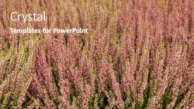  Presentation with magenta - Audience pleasing PPT theme consisting of field-of-magenta-heather-flowers backdrop and a coral colored foreground