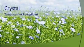  Presentation with plants - Audience pleasing slide set consisting of field of many flowering flax backdrop and a sky blue colored foreground