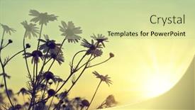  Presentation with field of dreams - Cool new PPT theme with field-of-marguerites-at-sunset backdrop and a soft green colored foreground