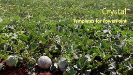  Presentation with agriculture field - Cool new presentation with field-of-melons-spanish-agriculture backdrop and a tawny brown colored foreground