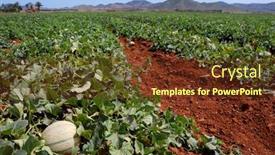  Presentation with agriculture field - Slides consisting of field of melons spanish agriculture background and a tawny brown colored foreground