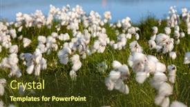  Presentation with cotton - Beautiful slide deck featuring field-of-native-white-cotton backdrop and a tawny brown colored foreground