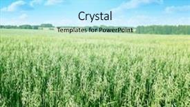  Presentation with oat - Theme with field of oat on summer day background and a arctic colored foreground