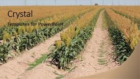  Presentation with sorghum - Cool new PPT layouts with field of of grain sorghum backdrop and a gold colored foreground