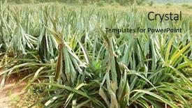  Presentation with thailand - Presentation enhanced with field of pineapples in northern thailand background and a mint green colored foreground
