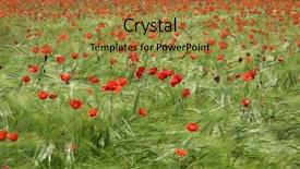  Presentation with poppies - Presentation with field of poppies background and a gold colored foreground