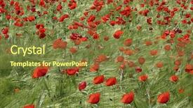  Presentation with poppies - Presentation theme having field of poppies background and a tawny brown colored foreground