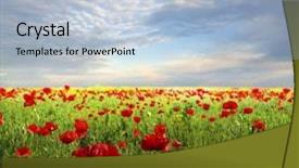 Presentation with poppies - Presentation design with field of poppies background and a  colored foreground