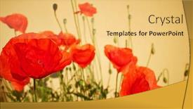  Presentation with poppy - PPT layouts with field-of-poppy-flowers-papaver background and a yellow colored foreground