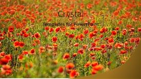  Presentation with poppy - Amazing presentation theme having field-of-poppy-flowers-papaver backdrop and a gold colored foreground