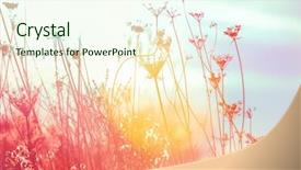  Presentation with wildflower field - Beautiful PPT theme featuring field of queen anne's backdrop and a cream colored foreground