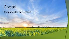  Presentation with soybean seed soy field seeding - Amazing PPT theme having field of rape seed plants backdrop and a light blue colored foreground
