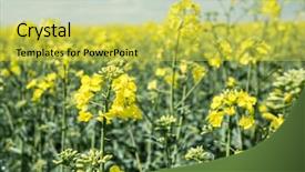  Presentation with sky blue - PPT layouts featuring field of rape seed plants background and a  colored foreground