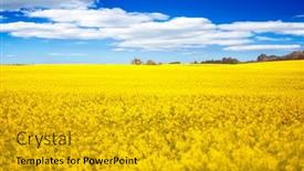  Presentation with rapeseed - 