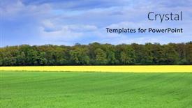  Presentation with rapeseed - PPT theme having field-of-rapeseed-canola background and a light blue colored foreground