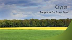  Presentation with rapeseed - Amazing presentation theme having field-of-rapeseed-canola backdrop and a light blue colored foreground