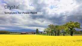  Presentation with rapeseed - Presentation consisting of field-of-rapeseed-canola background and a light blue colored foreground