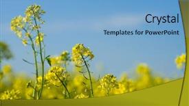  Presentation with rapeseed - PPT theme having field of rapeseed in full background and a  colored foreground
