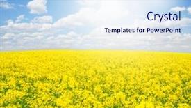  Presentation with rapeseed - Beautiful PPT theme featuring field of rapeseed with beautiful cloud - plant for green energy backdrop and a sky blue colored foreground