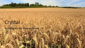  Presentation with harvest - PPT layouts featuring field of ripe barley ready background and a yellow colored foreground