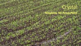  Presentation with corn field - Beautiful presentation design featuring field of ripening wheat corn backdrop and a tawny brown colored foreground