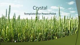  Presentation with field - Presentation design having field of rye and sunny day background and a sky blue colored foreground