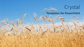  Presentation with sky blue - Audience pleasing PPT theme consisting of field-of-rye-blue-sky backdrop and a light blue colored foreground