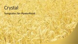  Presentation with bread - Beautiful presentation theme featuring field of rye backdrop and a  colored foreground